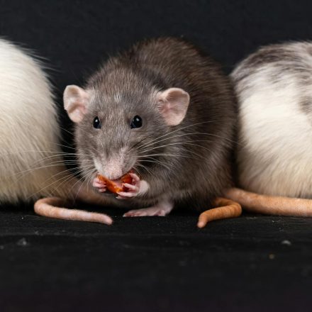 Lesser-known cannabis compounds show promise for treating alcohol addiction in rats