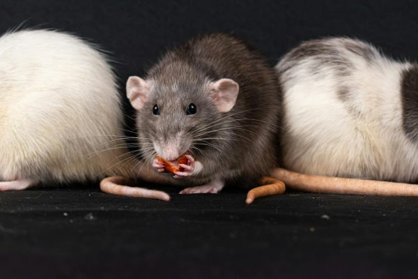 CED Clinic: Personalized Cannabis Medicine 380 Lesser-known cannabis compounds show promise for treating alcohol addiction in rats