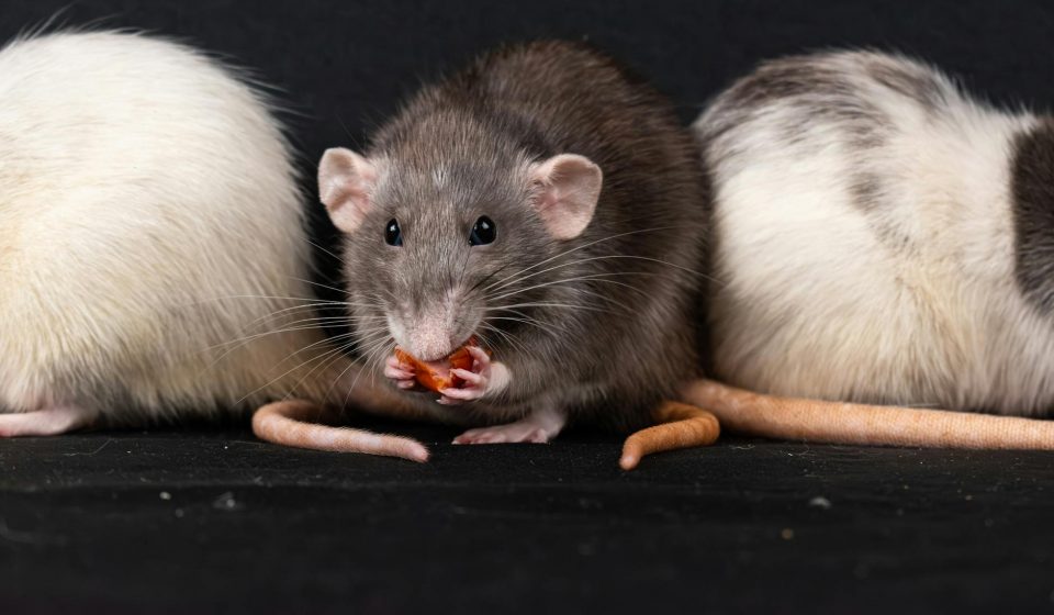 Lesser-known cannabis compounds show promise for treating alcohol addiction in rats