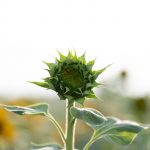 Summer Bud Guide