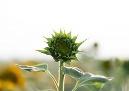 Summer Bud Guide