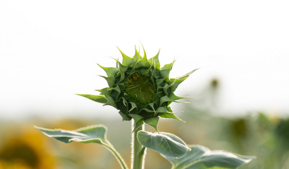 Summer Bud Guide