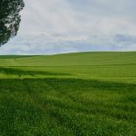 Australia opens consultation on cannabis cultivation rules ahead of 2027 sunset