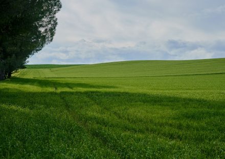 Australia opens consultation on cannabis cultivation rules ahead of 2027 sunset