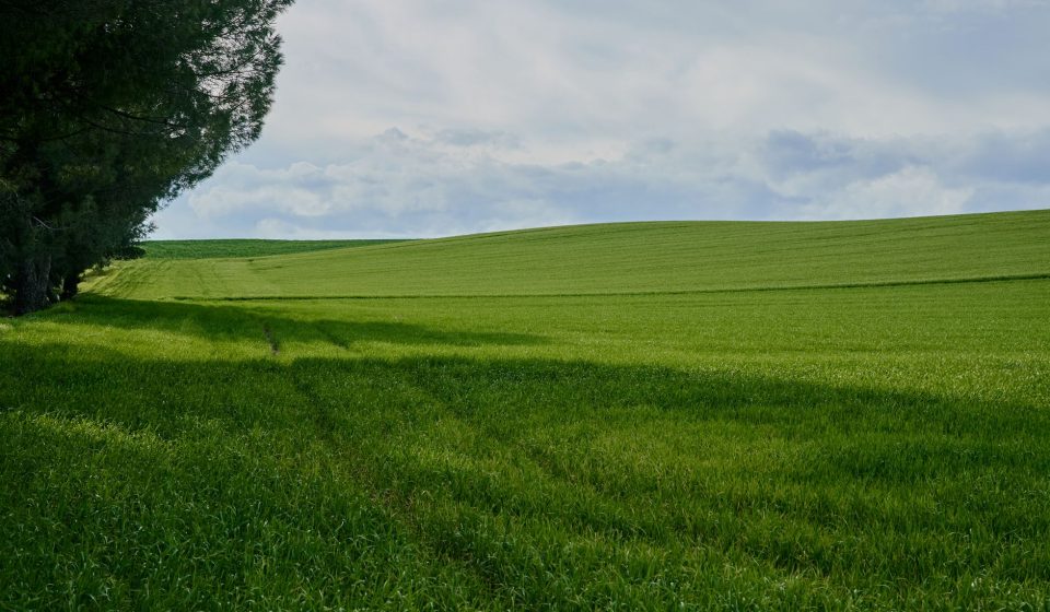 Australia opens consultation on cannabis cultivation rules ahead of 2027 sunset