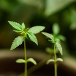 Nebraska Officials Approve Start Of Medical Cannabis Cultivation