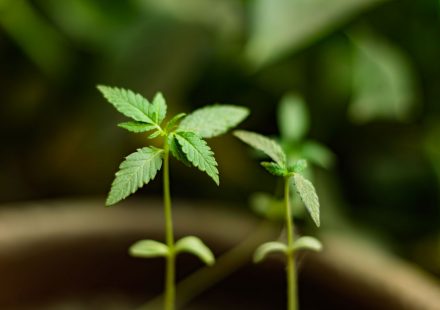 Nebraska Officials Approve Start Of Medical Cannabis Cultivation