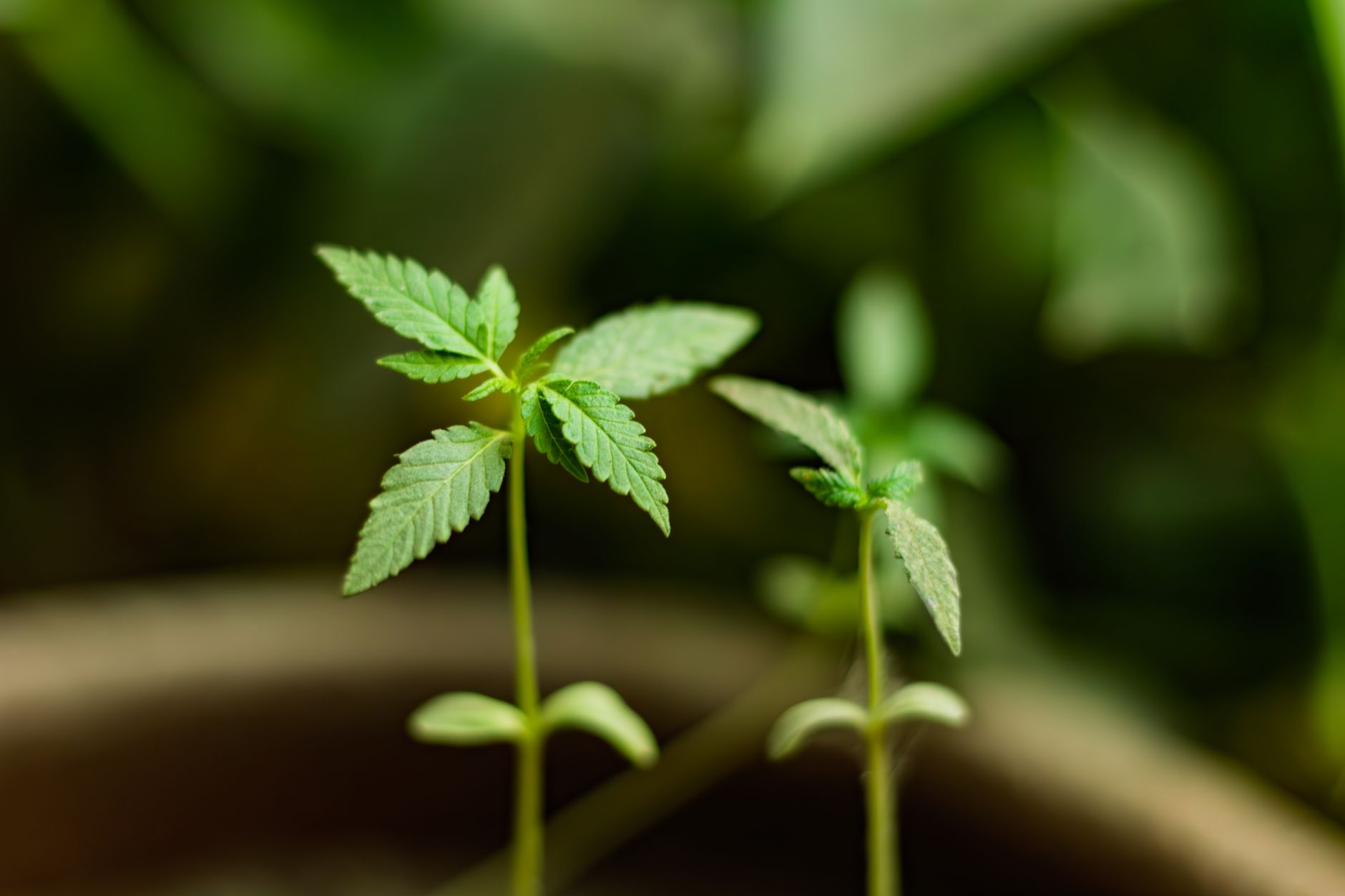 Nebraska Officials Approve Start Of Medical Cannabis Cultivation 32 Nebraska Officials Approve Start Of Medical Cannabis Cultivation