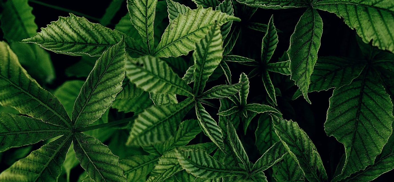 Exilby Approved: Europe's First Cannabis Medicine