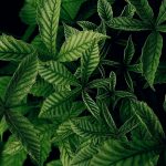 Exilby Approved: Europe's First Cannabis Medicine