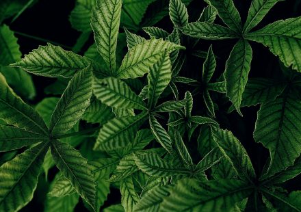 Exilby Approved: Europe's First Cannabis Medicine