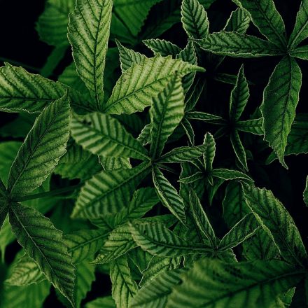 Exilby Approved: Europe's First Cannabis Medicine