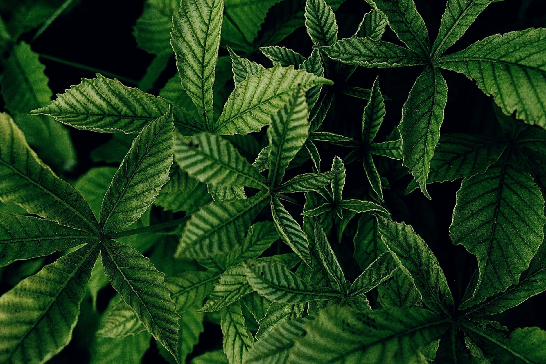 CED Clinic: Personalized Cannabis Medicine 354 Exilby Approved: Europe’s First Cannabis Medicine