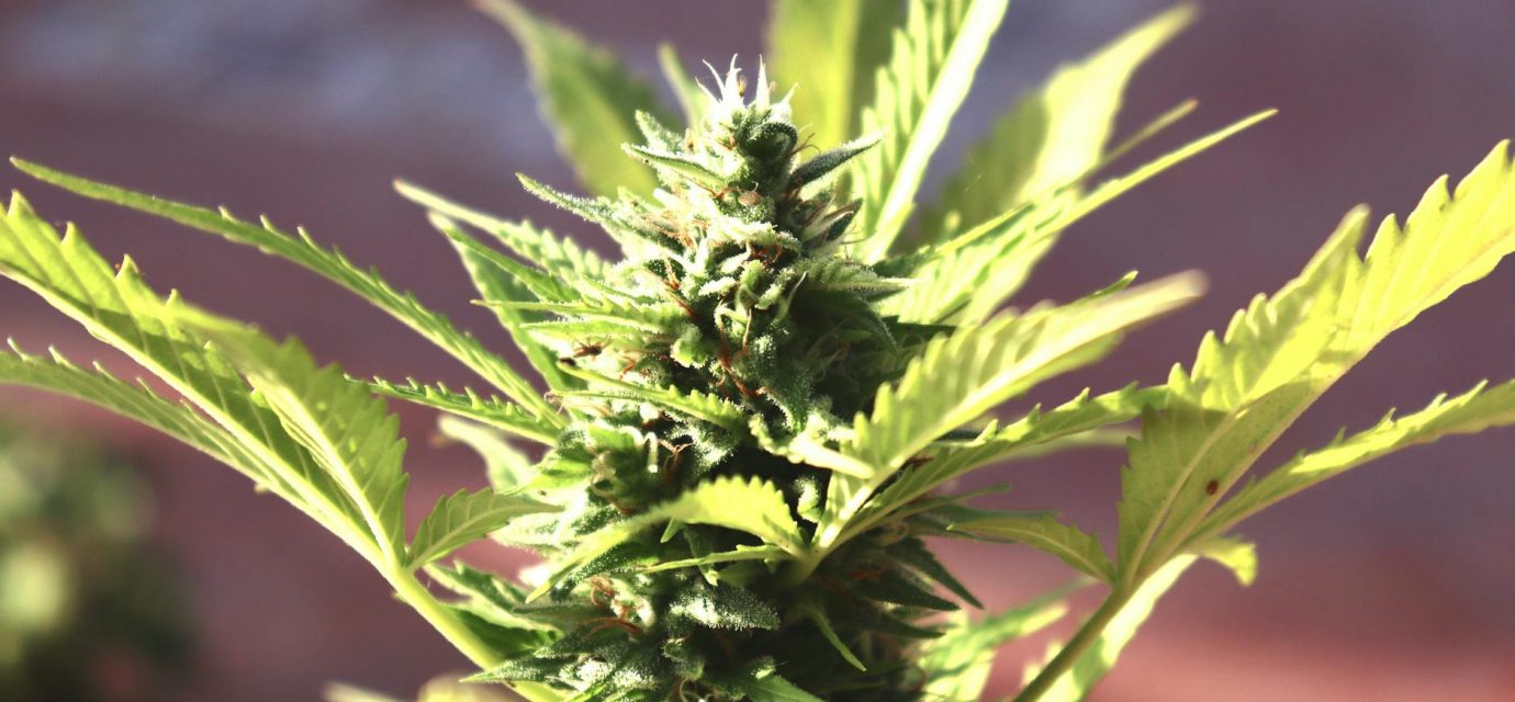 Cannabis Startup Leverages High Search Interest in Sour Diesel and THCV for Explosive Growth