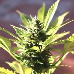 Cannabis Startup Leverages High Search Interest in Sour Diesel and THCV for Explosive Growth