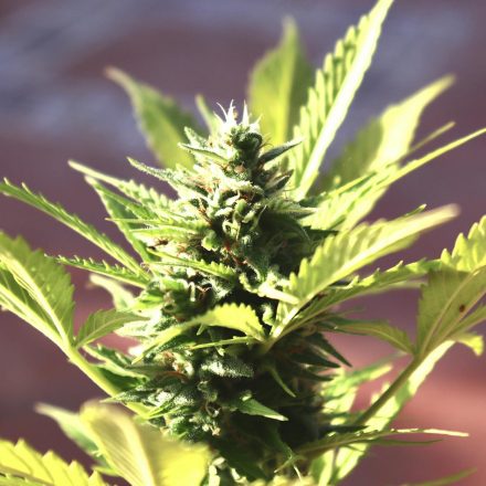 Cannabis Startup Leverages High Search Interest in Sour Diesel and THCV for Explosive Growth