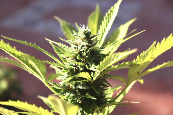 CED Clinic: Personalized Cannabis Medicine 382 Cannabis Startup Leverages High Search Interest in Sour Diesel and THCV for Explosive Growth