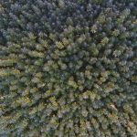 Nebraska hemp industry faces uncertain future