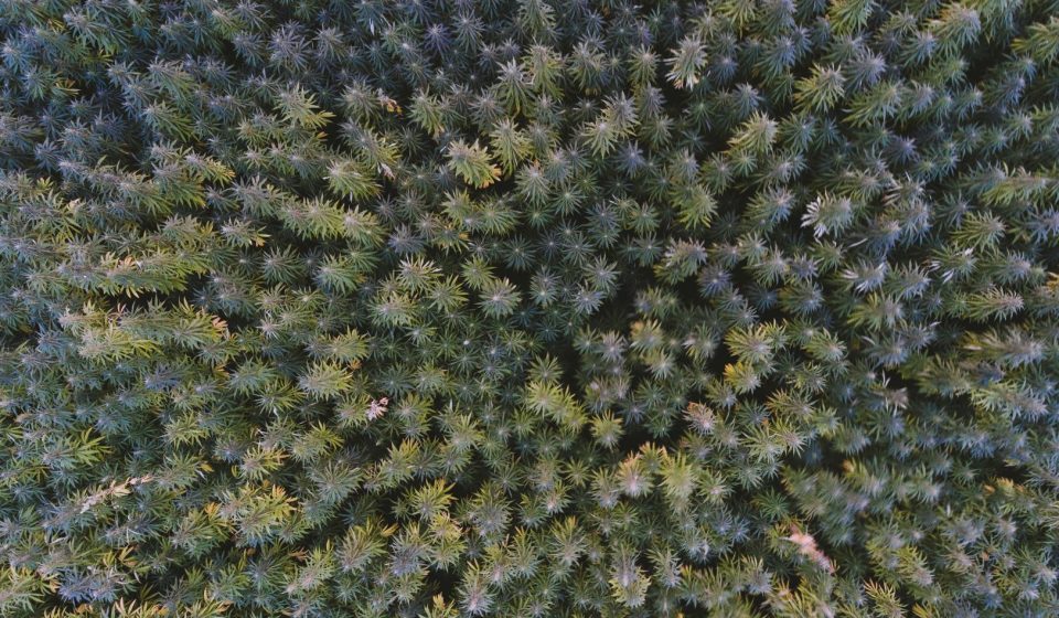 Nebraska hemp industry faces uncertain future