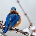 Cbd Bluebird Botanicals: Winter Anxiety Relief Benefits Users Rave About [cJOdUpRMxrB]