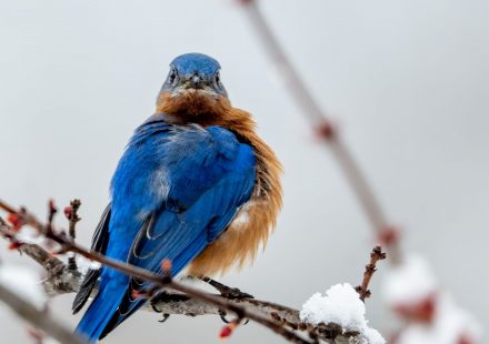 Cbd Bluebird Botanicals: Winter Anxiety Relief Benefits Users Rave About [cJOdUpRMxrB]