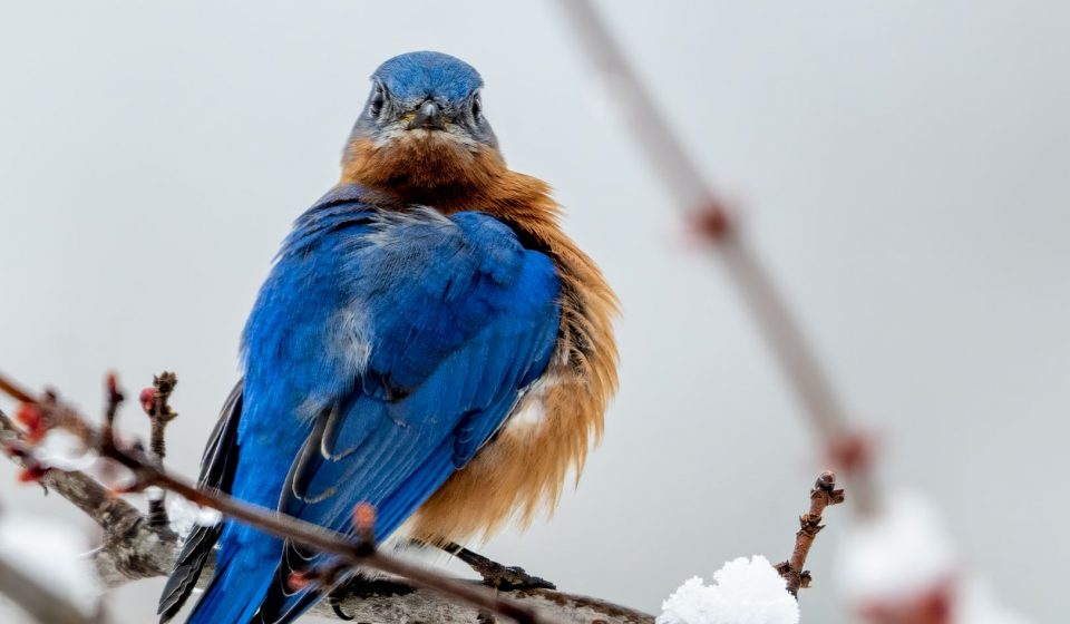 Cbd Bluebird Botanicals: Winter Anxiety Relief Benefits Users Rave About [cJOdUpRMxrB]