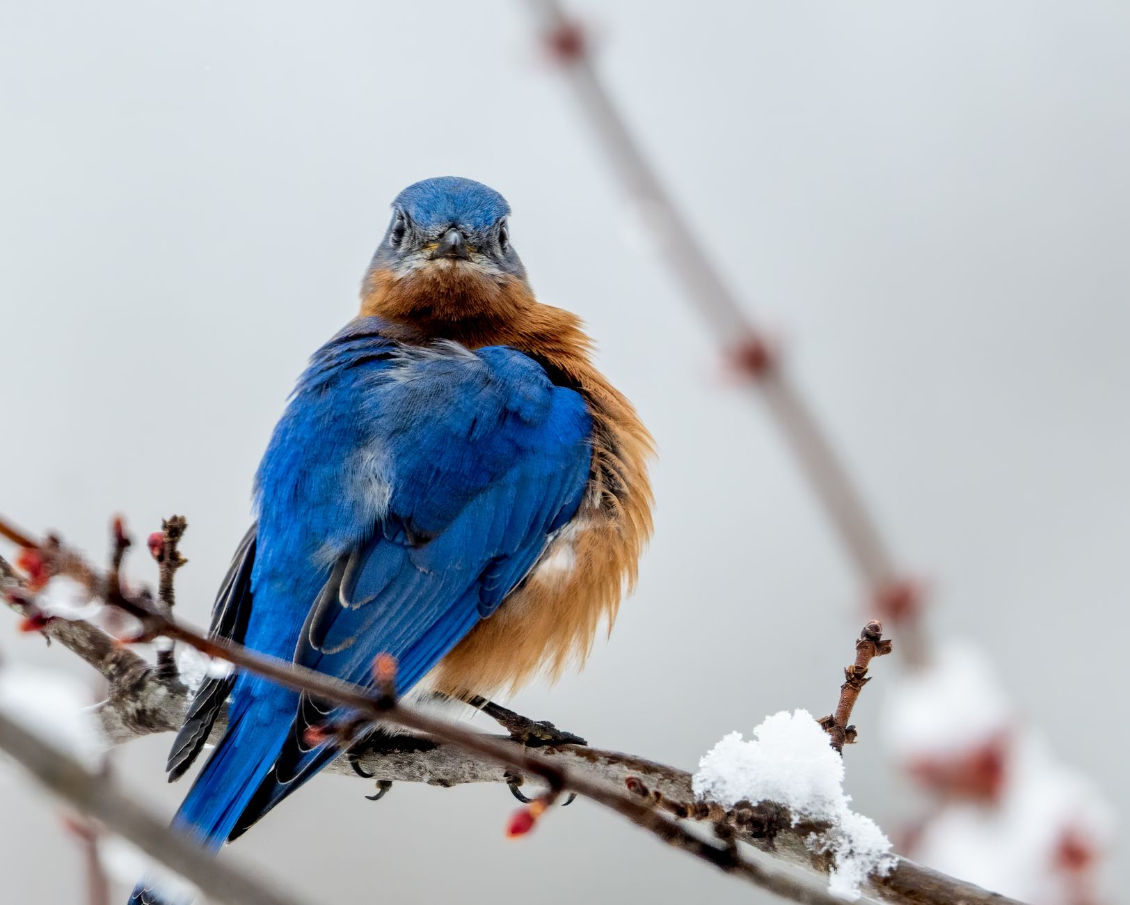 Cbd Bluebird Botanicals: Winter Anxiety Relief Benefits Users Rave About [cJOdUpRMxrB]