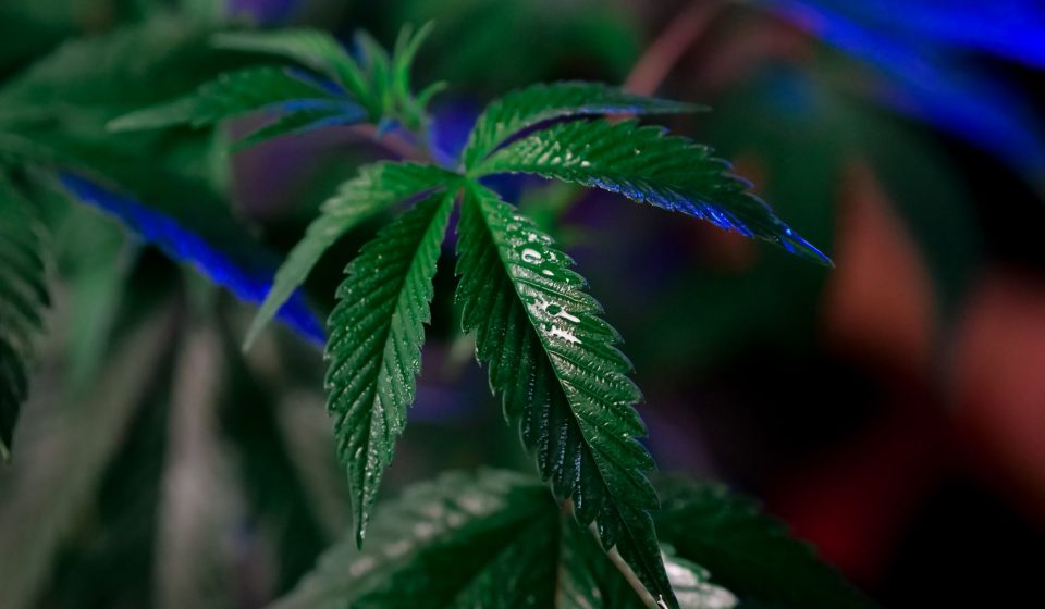 DEA Selects Only Cannabis Opponents For Crucial June 29 Rescheduling Hearing