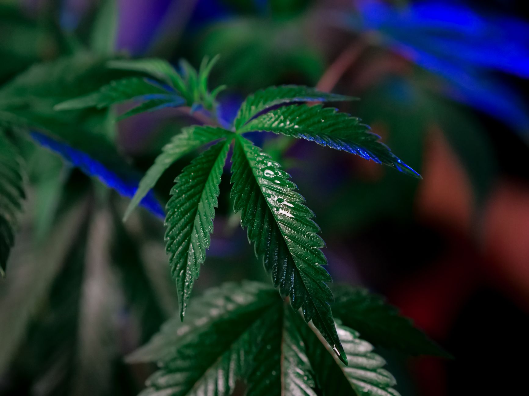 DEA Selects Only Cannabis Opponents For Crucial June 29 Rescheduling Hearing