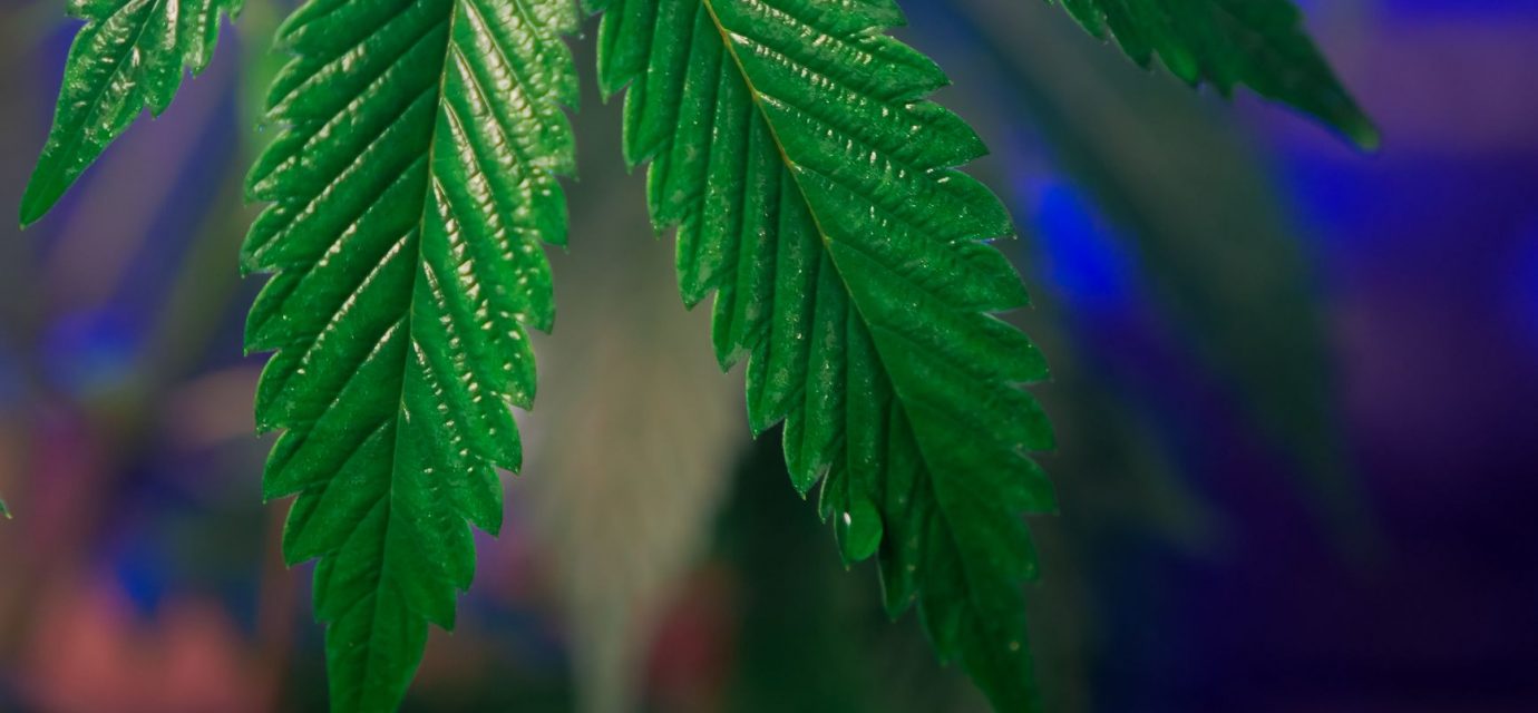 Our New Study Shows That The Science Of Cannabis And Sleep Extends Beyond THC (Op-Ed)
