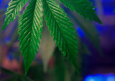 Our New Study Shows That The Science Of Cannabis And Sleep Extends Beyond THC (Op-Ed)