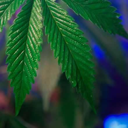 Our New Study Shows That The Science Of Cannabis And Sleep Extends Beyond THC (Op-Ed)