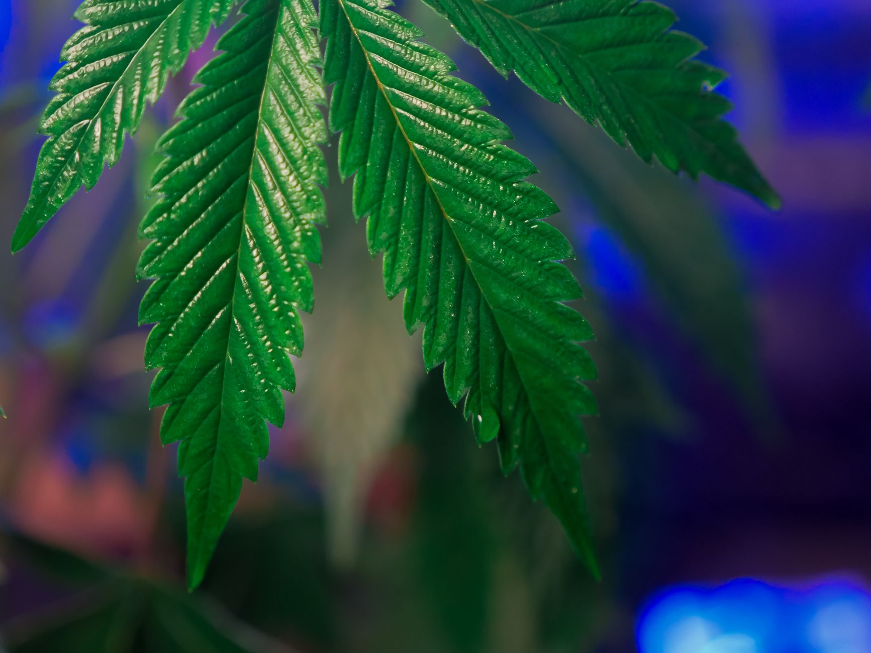 CED Clinic: Personalized Cannabis Medicine 351 Our New Study Shows That The Science Of Cannabis And Sleep Extends Beyond THC (Op-Ed)