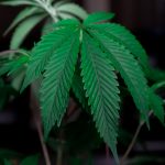 Farm Bill cannabinoid restrictions threaten Kentucky hemp farmers, industry advocates say