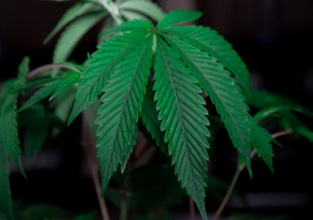 Farm Bill cannabinoid restrictions threaten Kentucky hemp farmers, industry advocates say