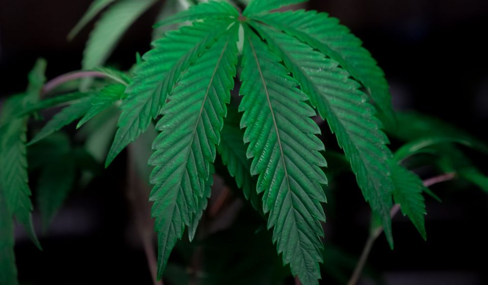 Farm Bill cannabinoid restrictions threaten Kentucky hemp farmers, industry advocates say