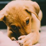 A New Hope for Seizures Exploring CBD s Potential for Dogs with Epilepsy