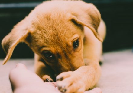 A New Hope for Seizures Exploring CBD s Potential for Dogs with Epilepsy