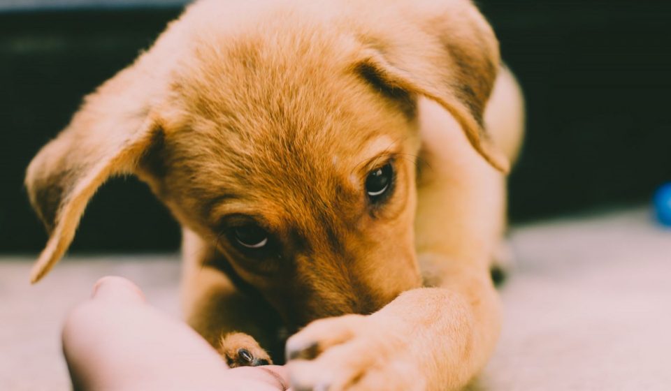 A New Hope for Seizures Exploring CBD s Potential for Dogs with Epilepsy