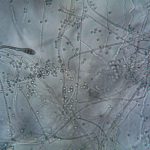 Maine recalls cannabis over unsafe mold and yeast levels