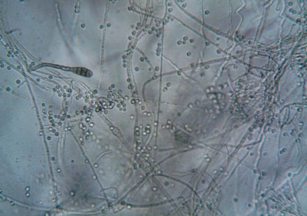 Maine recalls cannabis over unsafe mold and yeast levels