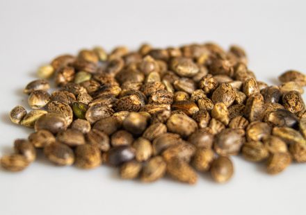 Hemp Seed Oil Nanoemulgel Shows Promise for Treating Psoriasis