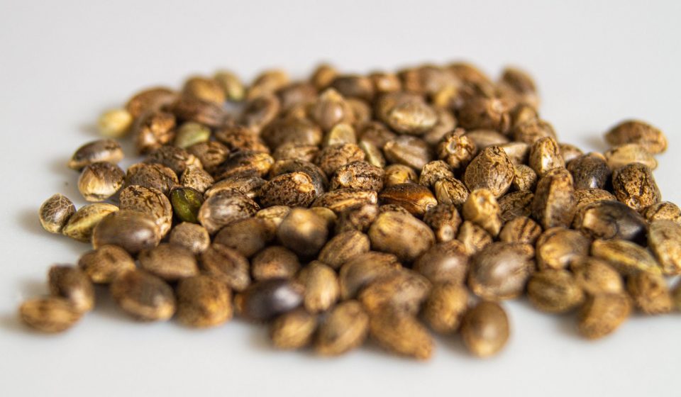 Hemp Seed Oil Nanoemulgel Shows Promise for Treating Psoriasis