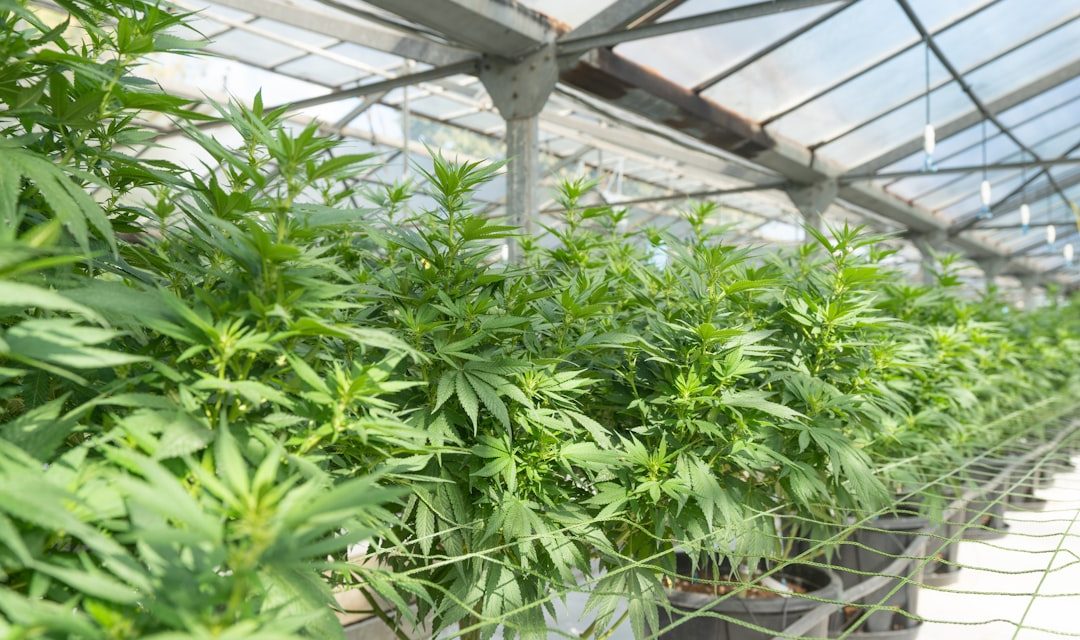 Cannabis Significantly Reduces Tourette Syndrome Tic Severity
