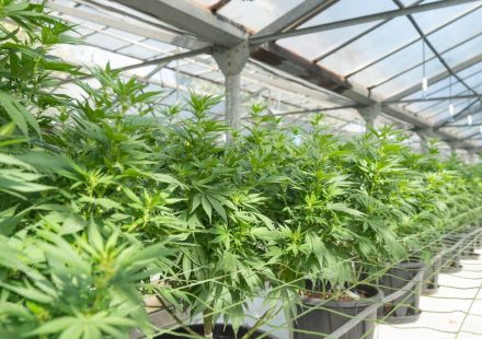 Cannabis Significantly Reduces Tourette Syndrome Tic Severity