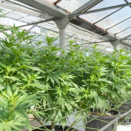 Cannabis Significantly Reduces Tourette Syndrome Tic Severity