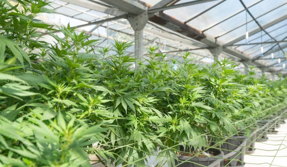 Cannabis Significantly Reduces Tourette Syndrome Tic Severity