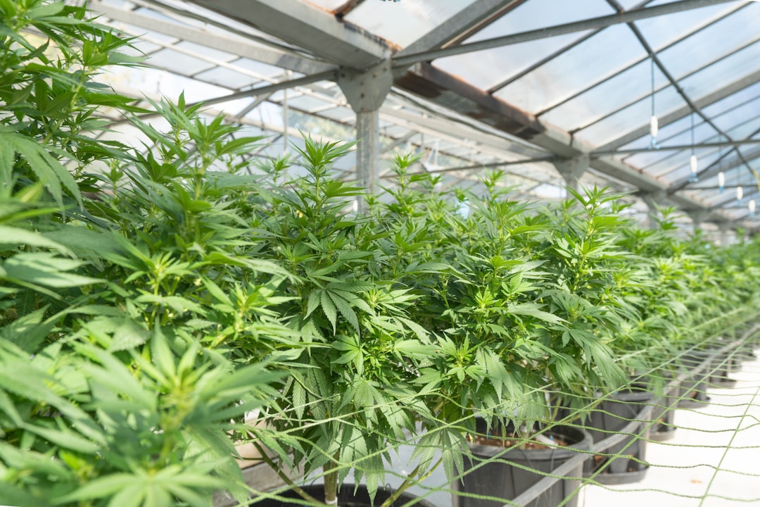 Cannabis Significantly Reduces Tourette Syndrome Tic Severity