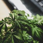 Medical Marijuana Laws Linked to Reduction in Health-Related Workplace Absences, Study Finds