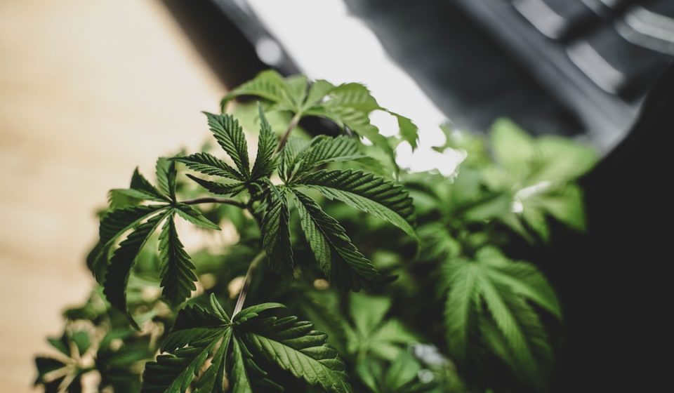 Medical Marijuana Laws Linked to Reduction in Health-Related Workplace Absences, Study Finds